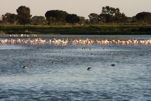 flamands &agrave; El Rocio Espagne