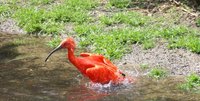 Ibis rouge